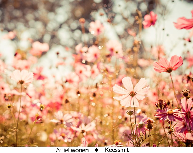 Here comes the sun: maak je tuin lenteklaar