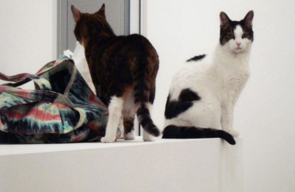 Een kat heeft zeven (stil)levens – Expo in Brussel