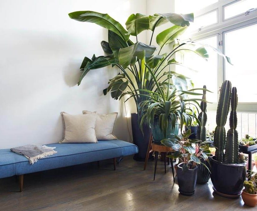 De potplant of de comeback van het ‘groene meubel’