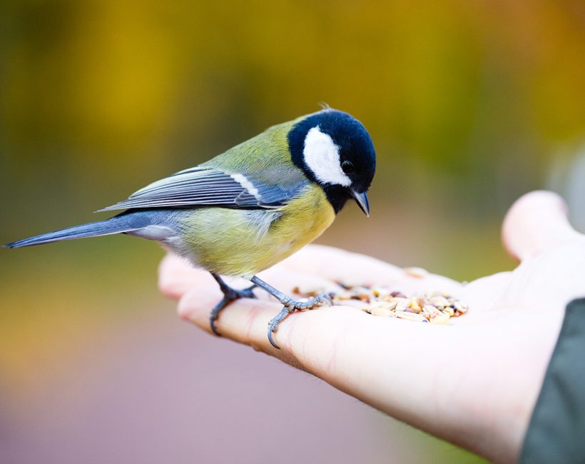 Vergeet de vogels deze zomer niet!