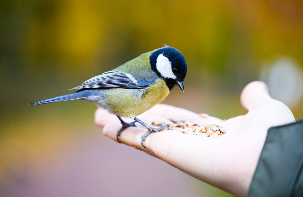 Vergeet de vogels deze zomer niet!