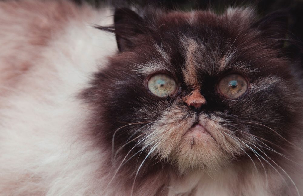 Kattenstreken: het purrr-fecte leesvoer voor cat addicts