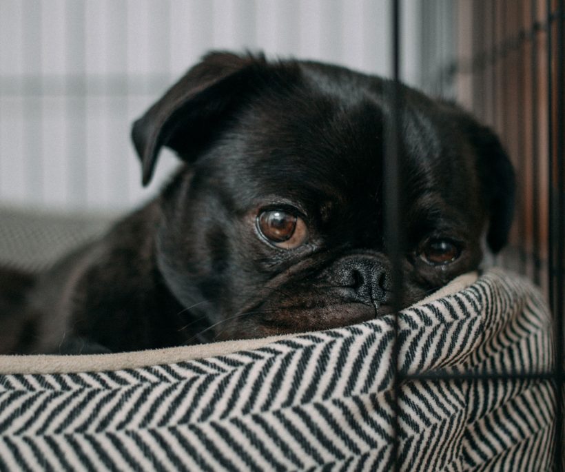 Vier werelddierendag met de leukste items voor je huisdier!