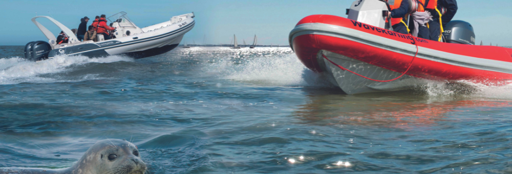 Vakantietip: ga op zeehondensafari met Knokke Boat