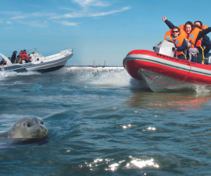 Win 1 van de 10 toegangstickets voor een zeehondensafari met Knokke Boat twv 95 euro