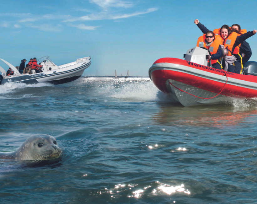 Vakantietip: ga op zeehondensafari met Knokke Boat