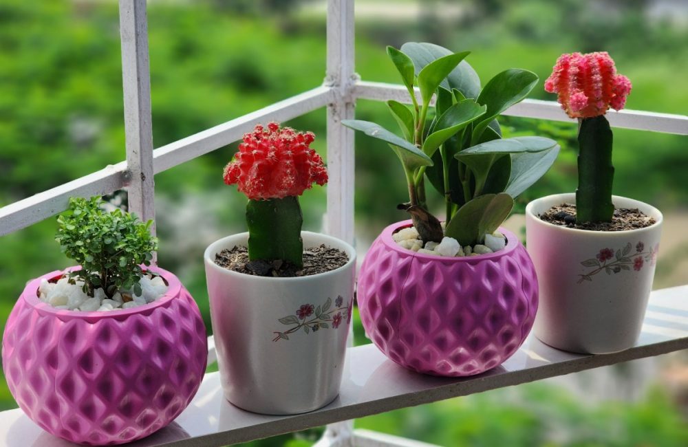 Kleurrijke cactussen om mijn interieur op te fleuren! Hun kleurrijke bloemen zullen je betoveren