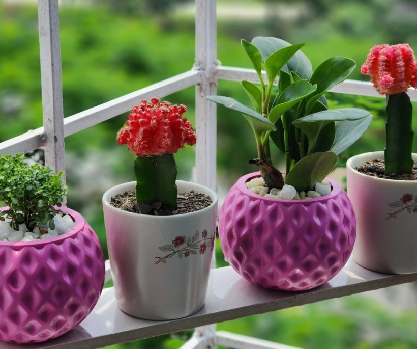 Kleurrijke cactussen om mijn interieur op te fleuren! Hun kleurrijke bloemen zullen je betoveren