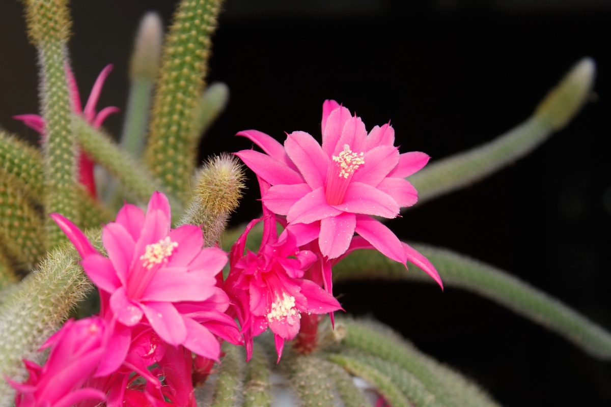 aporocactus