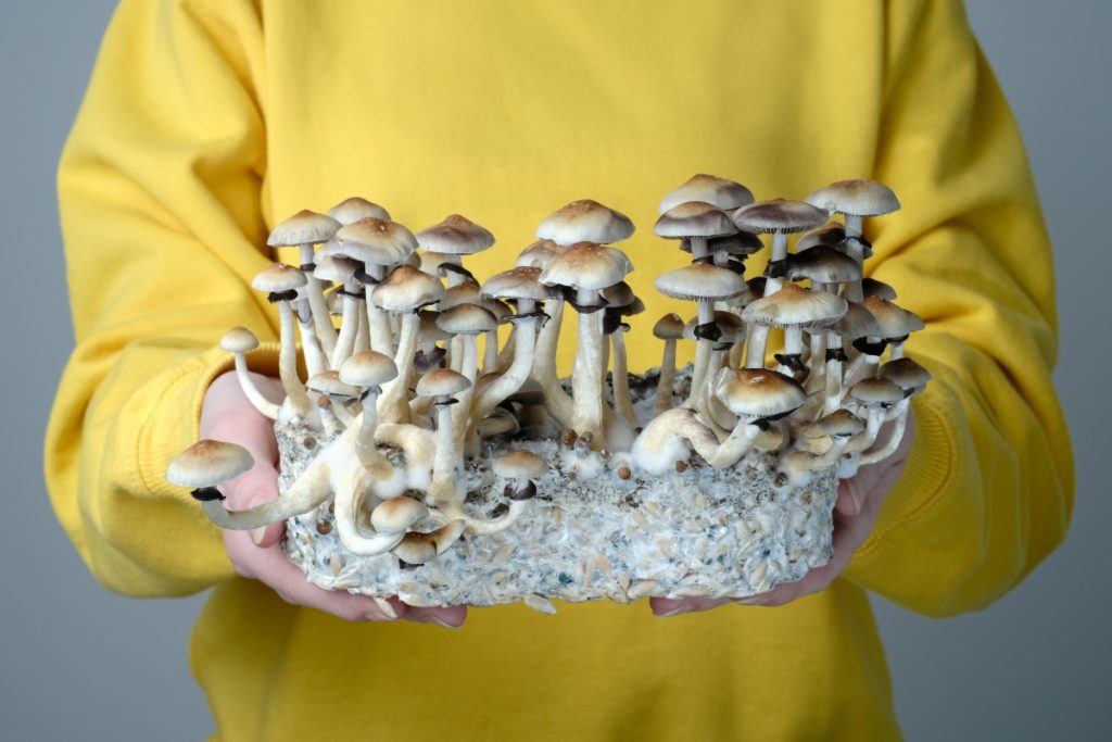 mycelium