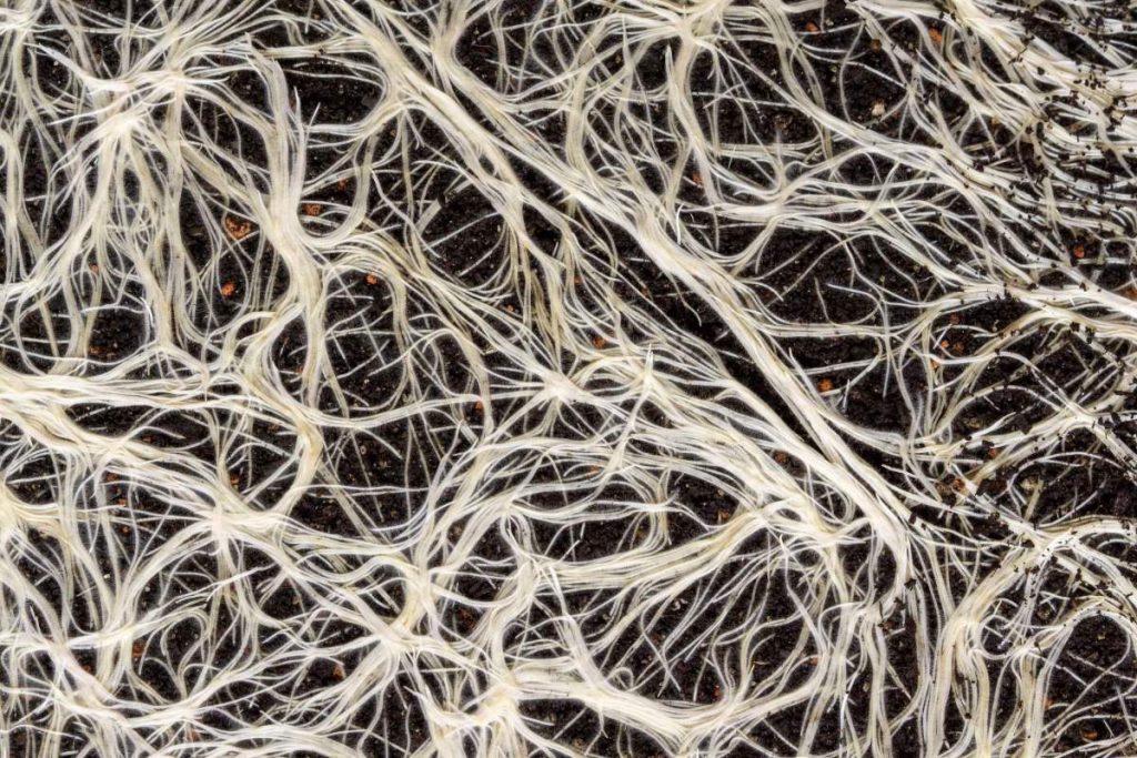 mycelium