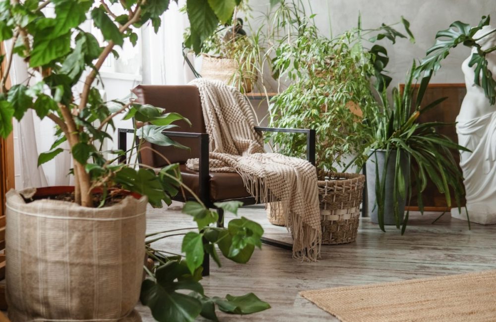 Gezond leven: deze zeven planten bestrijden vocht en geven je groene huis energie!