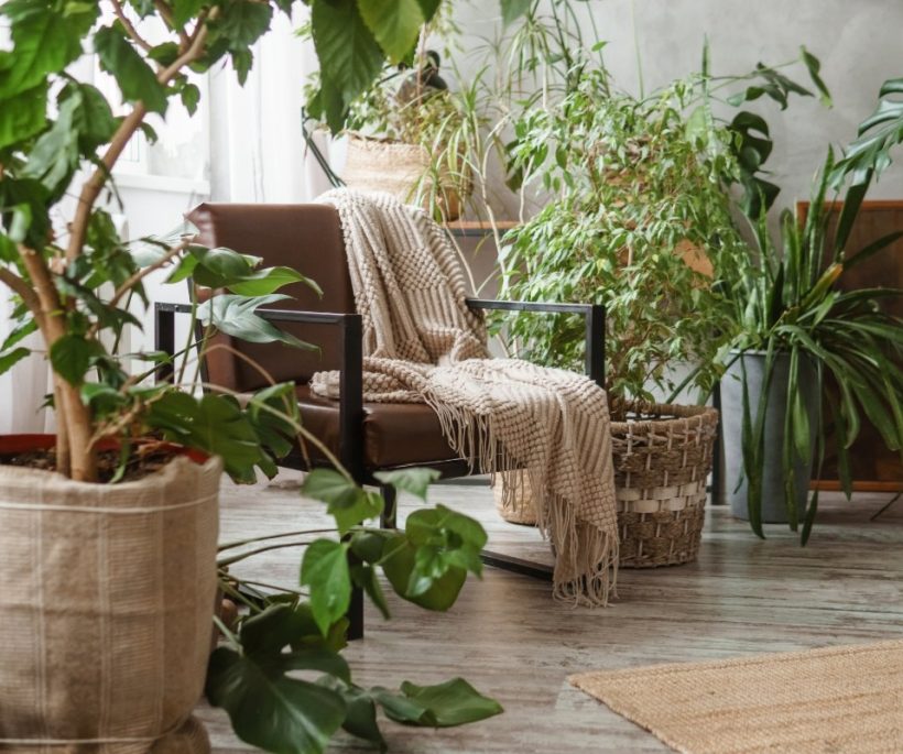 Gezond leven: deze zeven planten bestrijden vocht en geven je groene huis energie!