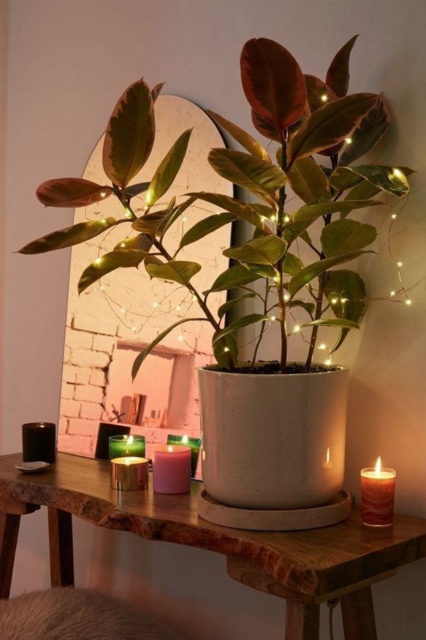 plant